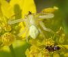 Misumena vatia